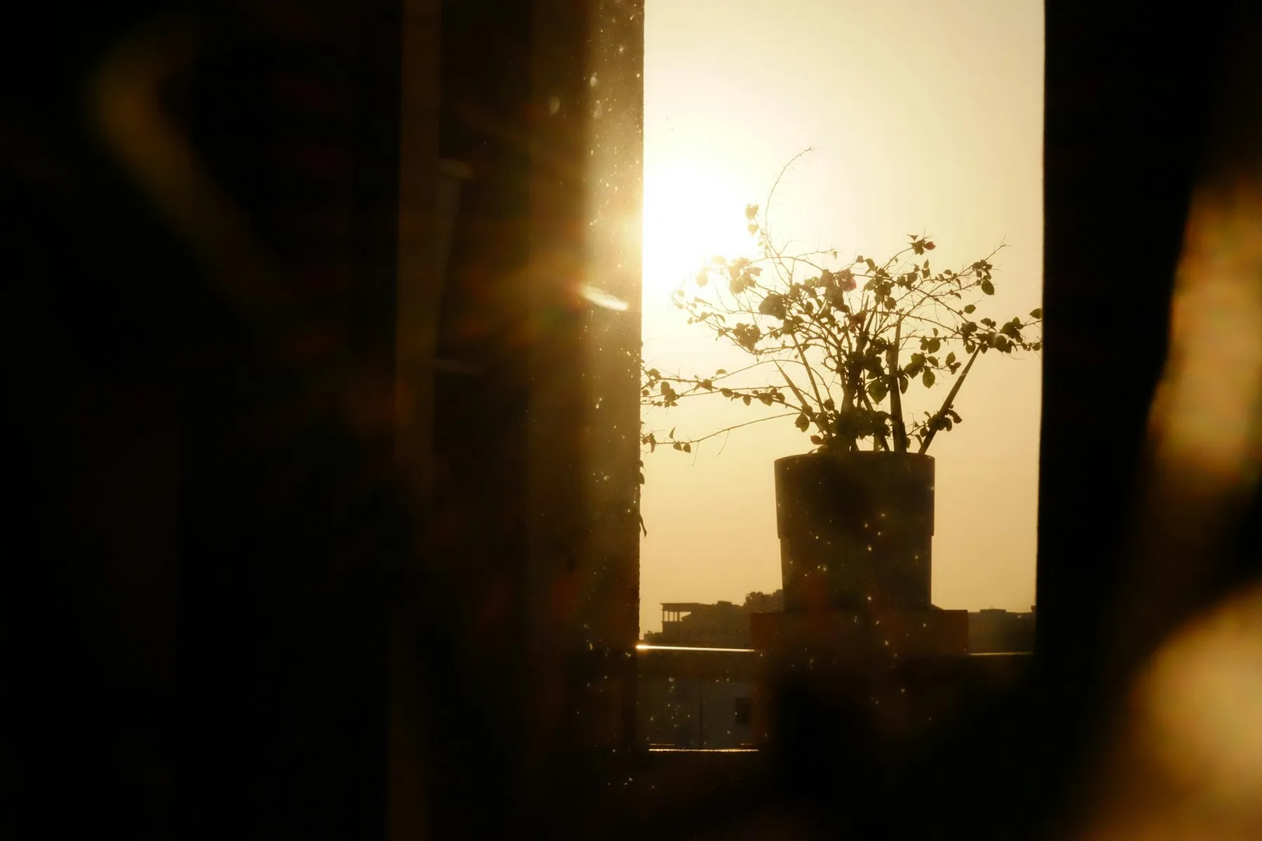 Lumière dorée du matin à la fenêtre, bouquet à contre-jour