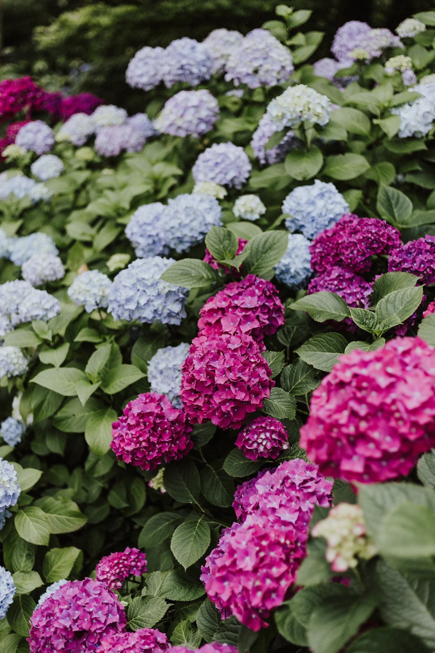 Le jardin du gîte et ses hortensias
